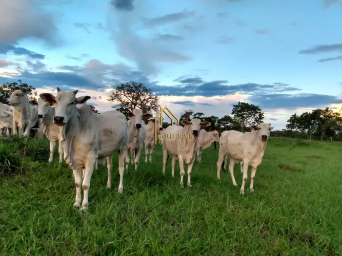 Fazenda à Venda de 100 Hectares Apenas 12 km de Cuiabá/MT