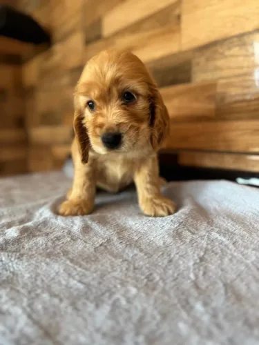 Cocker Spaniel Inglês - Chocolate
