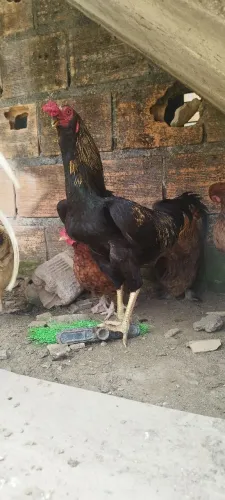 Frango caipira 