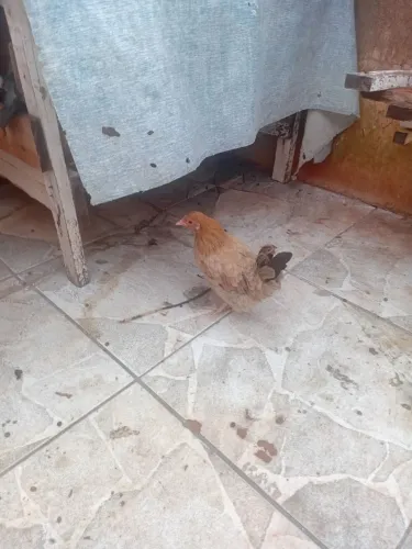Vende-se casal de galizé...