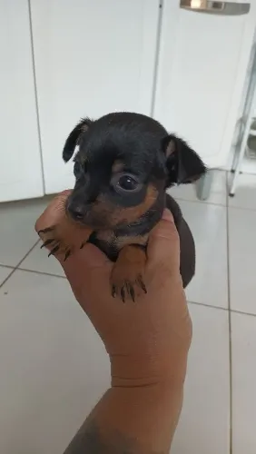 Filhote de pinscher macho 550.zap *30