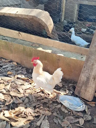 Frango hodia