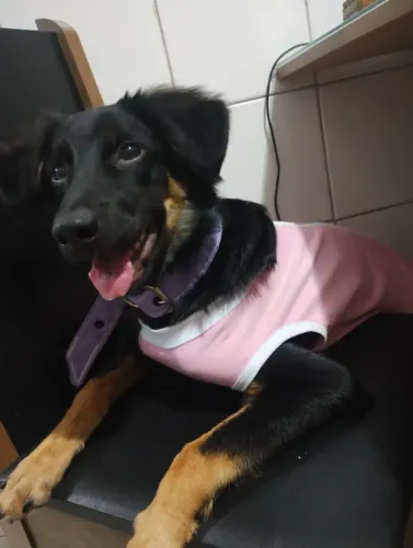 DOAÇÃO DE CACHORRO 