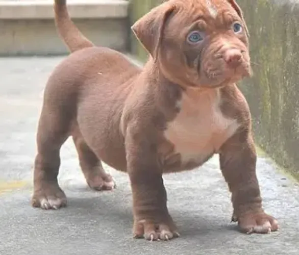Pitbull Filhote