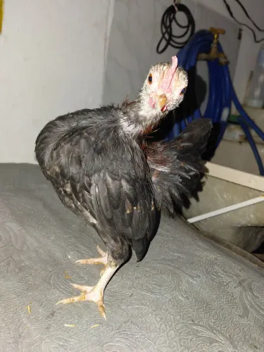 Vendo galinho da raça serama