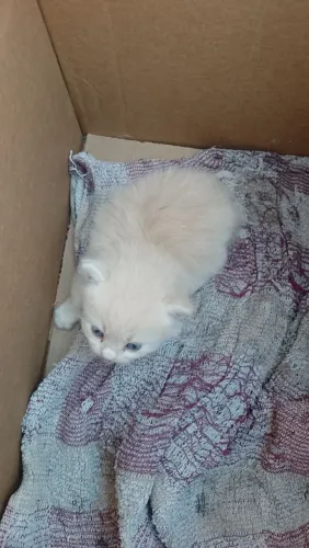 Gatos angora 