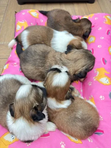 Filhote de Shih Tzu macho e femeas