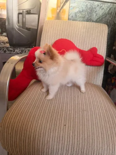 Lulu da pomerania