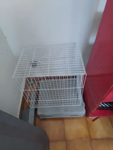 Vendo 2 gaiola 70 cada calopsita 