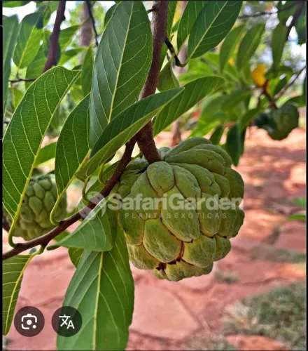 Mudas de plantas e fruteiras 