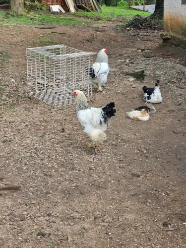 Galos Brahma White
