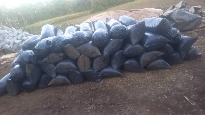 Cilagem de milho  em sacos de 25 kilos