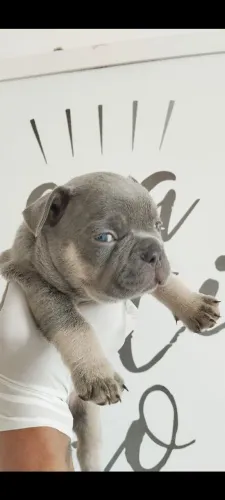 Bulldog Francês exóticos 
