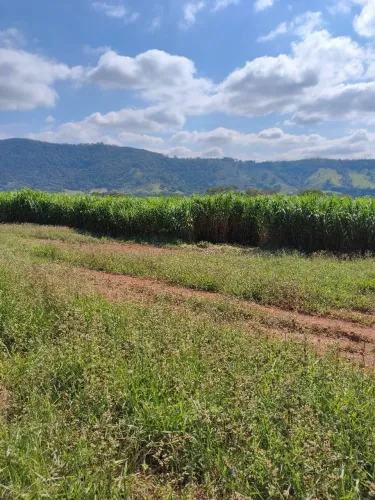 Silagem de capim Açu 