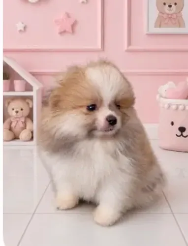 Spitz alemão Lulu da Pomerânia