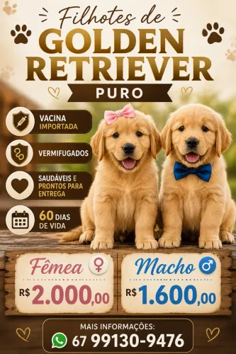 Golden retriever