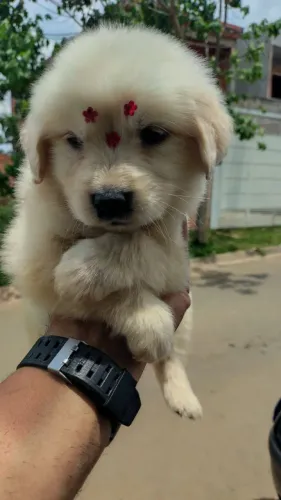 Filhote Golden Retriever, Os melhores amigos do mundo canino esperam por você!