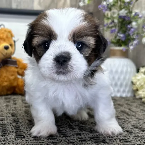Shih tzu | Dúvidas sobre o filhote? Chama no WhatsApp 