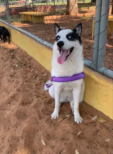 Husky Fêmea castrada - 3 anos