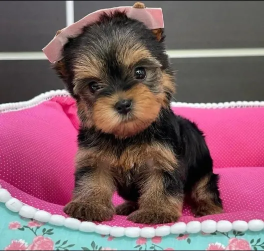 Yorkshire mini Fêmea e Macho disponível. 