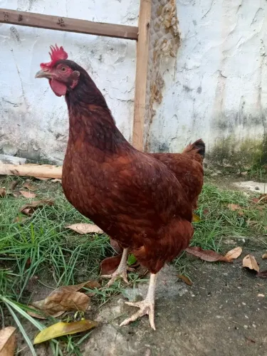 VENDO ESSA GALINHA RHODE