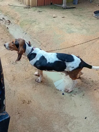Vendo americana 