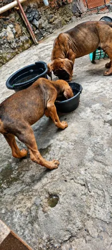 Filhote de fila brasileiro