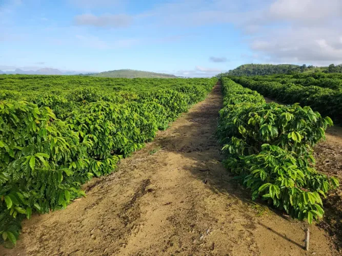 Fazenda de café em Itabela