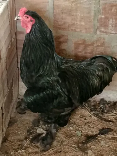 Pintos de galinha Brama Blek puro