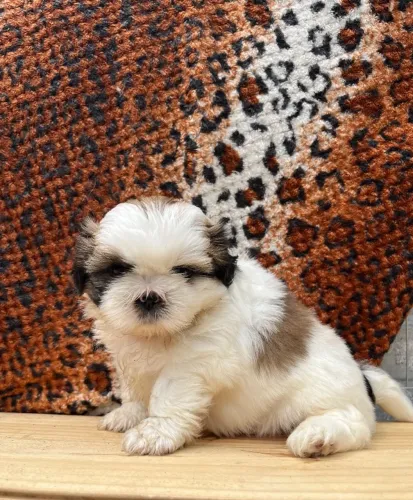 Shih tzu