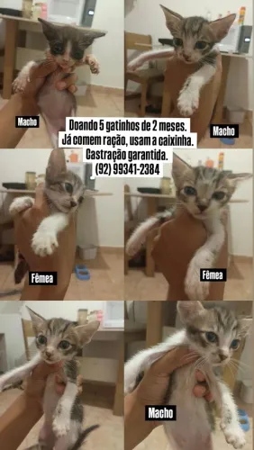 ADOÇÃO GATOS
