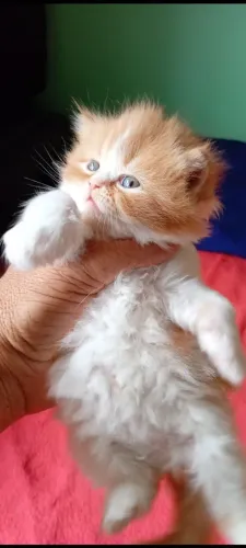 Gatos persa branco e tricolor fêmea e macho