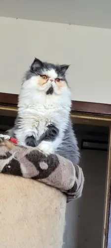 Gato persa macho cruza (não venda)