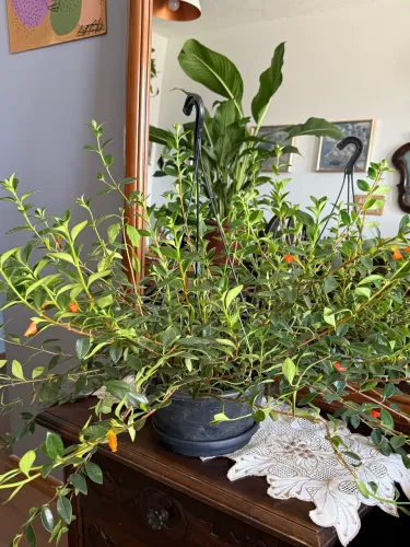 Linda planta pendente