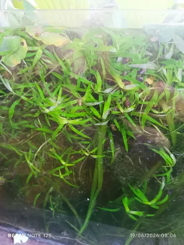 20,00 Plantas Aquaticas.