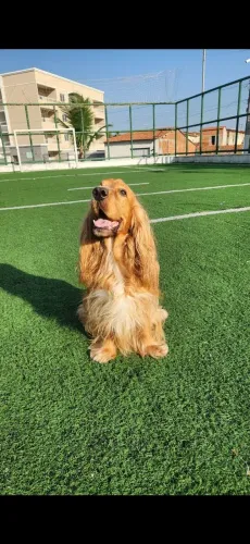 Cocker spaniel  macho para cruza