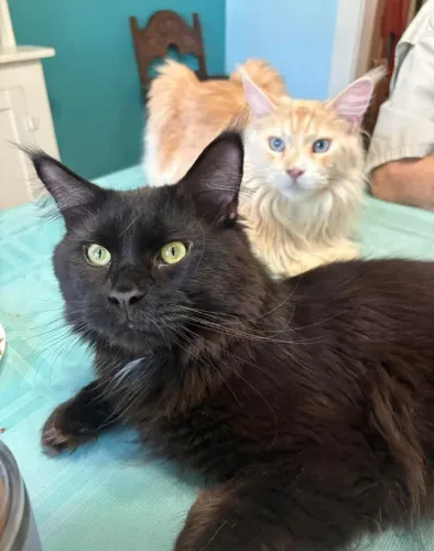 Maine COON, o GATO GIGANTE! Últimos Filhotes, NÃO Castrados!