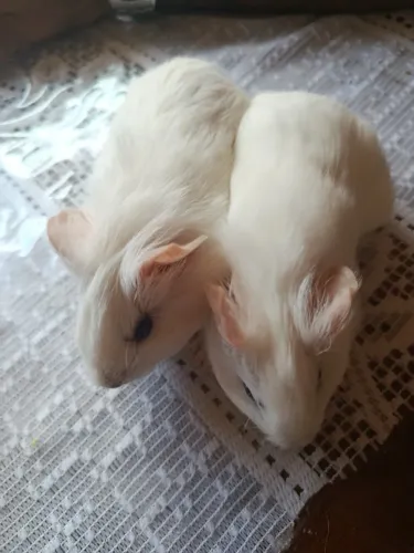 Porquinho da india