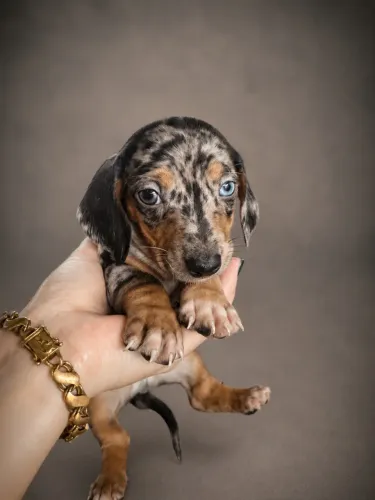 Daschund macho