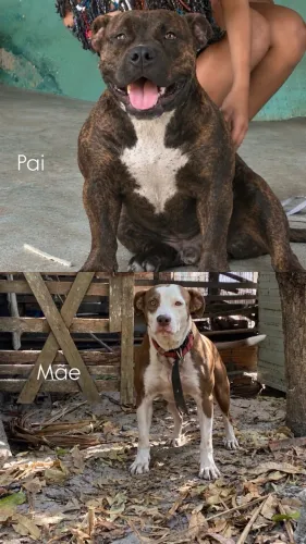 Filhotes disponíveis 