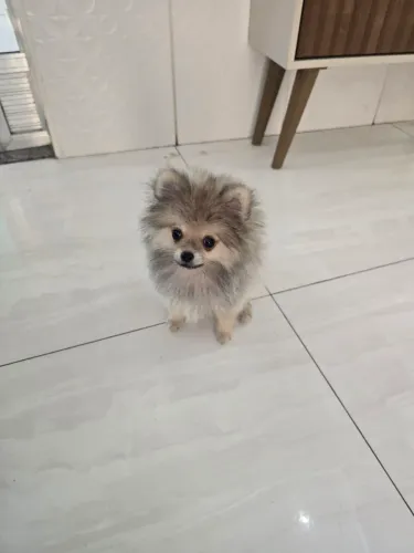 Lulu femea micro