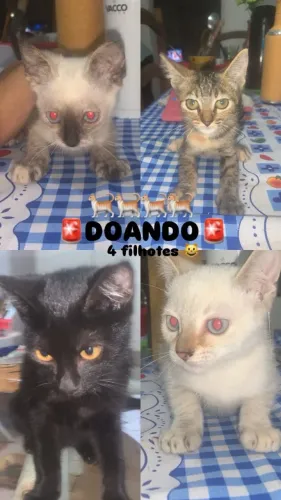 Doações de gatos filhotes fêmea  