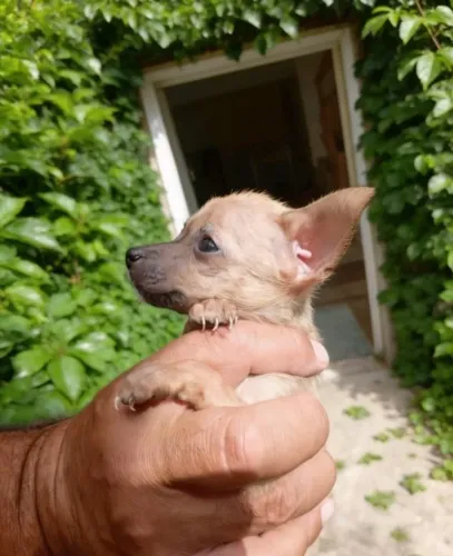 Lindos Pinscher disponíveis - machos e fêmeas