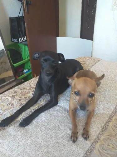 Vendo pinche 01 femia 