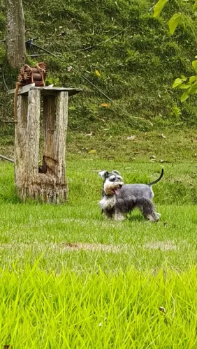 Filhotes de Schnauzer Miniatura
