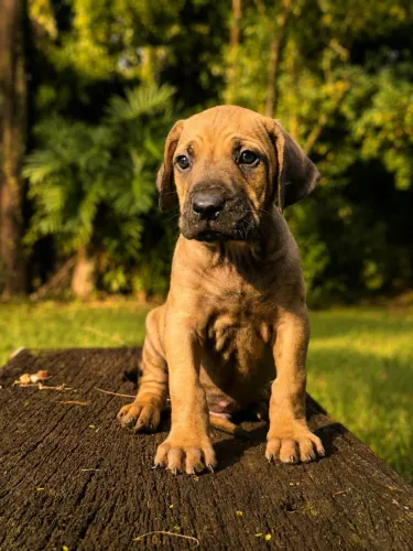 Filhote de fila brasileiro macho
