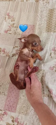 Pinscher