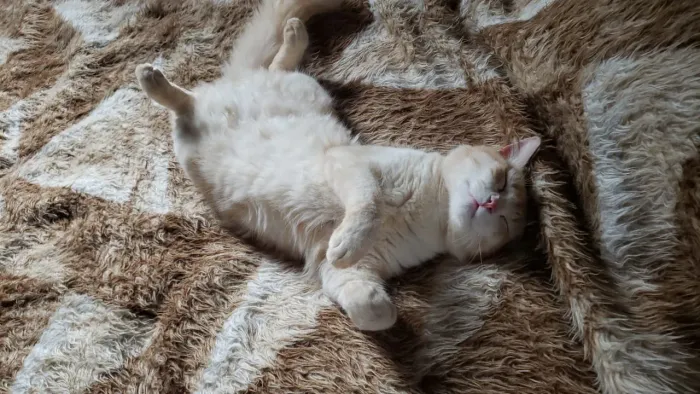 Gato