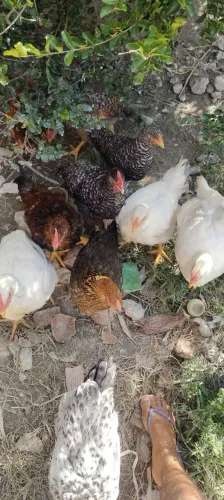 Vendo pintinhos e frangos entrego em Dias Dávila *70)zap