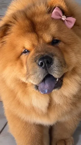 Filhotes de Chow Chow padrão americano